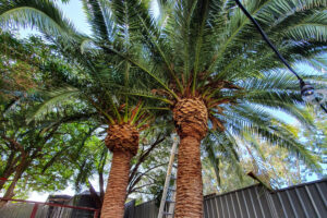 Palm clean ups by Jungle Busters Tree Services