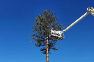 Tree lopping and tree removal by Jungle Busters Tree Services