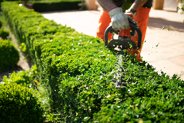 Jungle Busters Tree Services hedge trimming near me